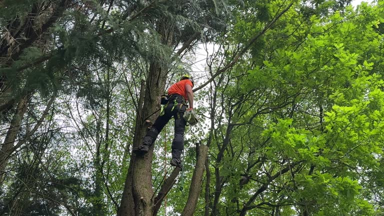 How Our Tree Care Process Works  in Woonsocket, RI